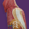 A thumbnail image depicting the Ancient Apocalypse Cloak.