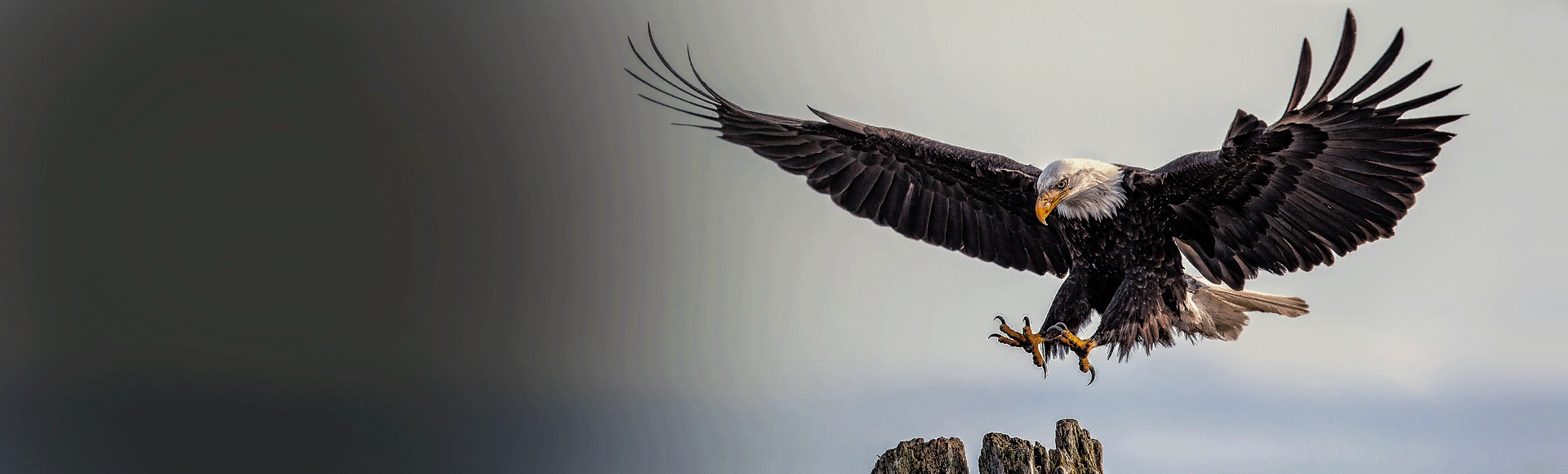 Bundle billboard of Bird of Prey
