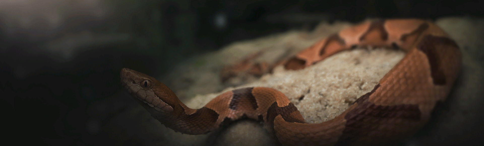Bundle billboard of Copperhead