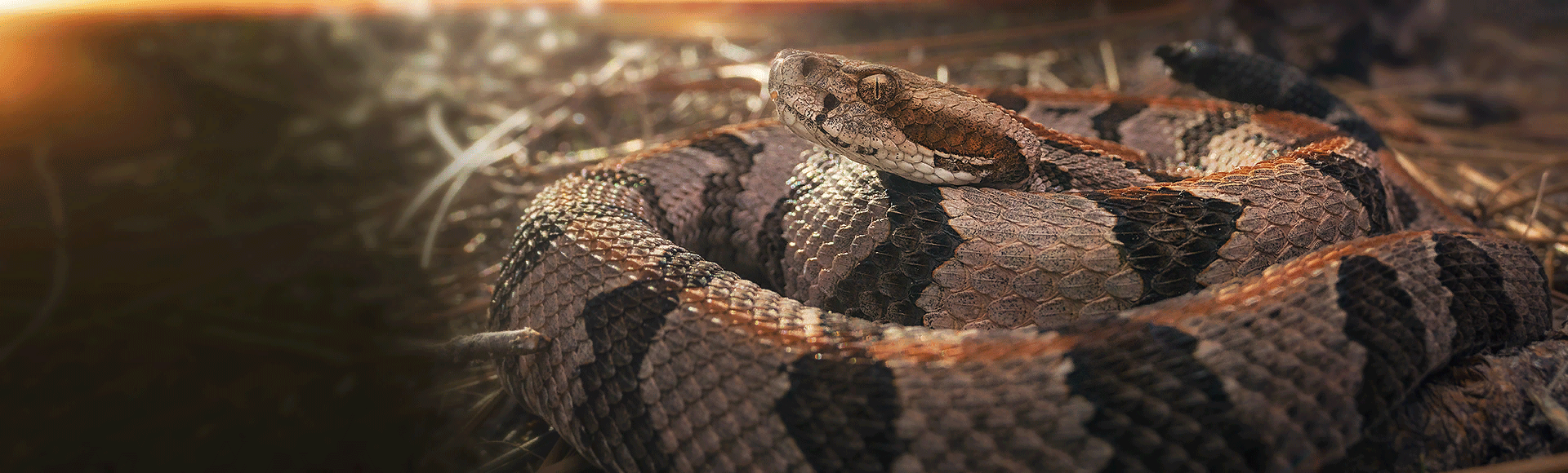 Bundle billboard of Rattler