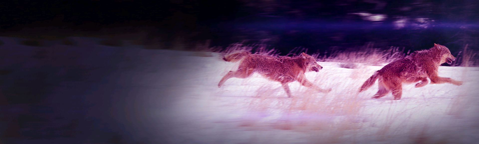 Bundle billboard of Two Wolves
