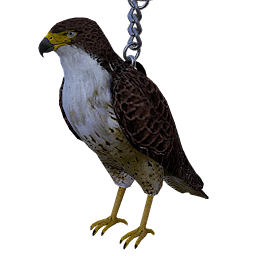 Image of Hawk