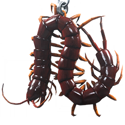 Image of Centipede