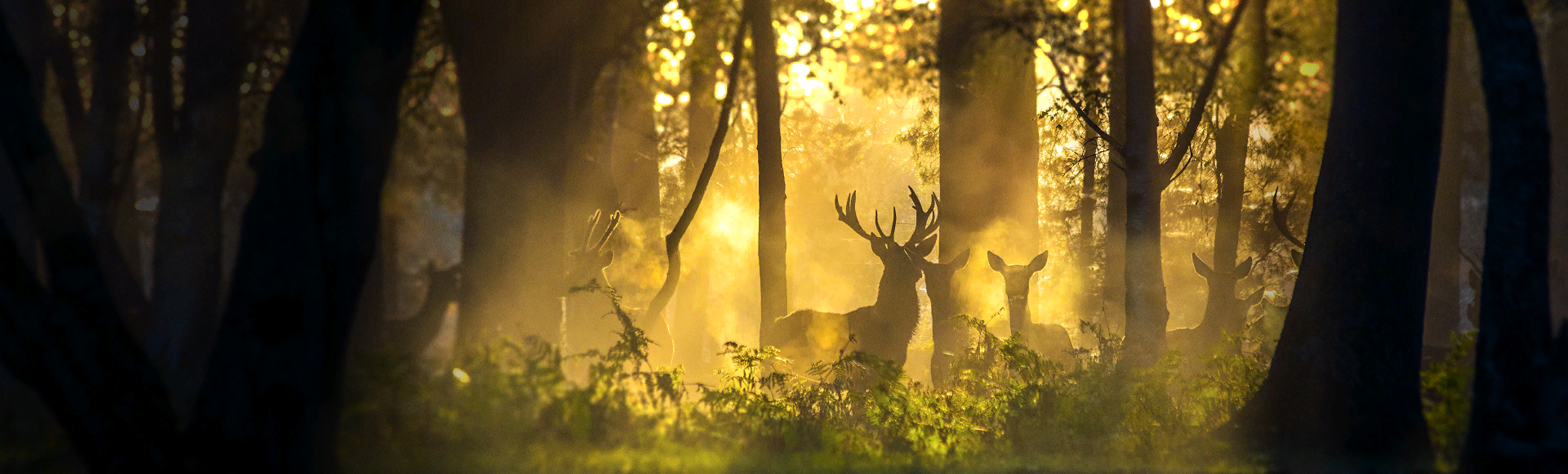 Bundle billboard of Forest Dwellers